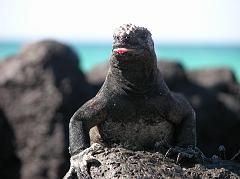 
We soon caught our first glimpse of a marine iguana, certainly among the most unusual creatures in the Galapagos. Charles Darwin made extensive observations on these large, lizard-like reptiles. They certainly well demonstrate the unique evolution and adaptation of Galapagos fauna, developing into efficient swimmers feeding off shore mostly on marine algae and seaweed. A gland connected to the notrils removes salt from the body, which is then expelled by sneezing. The spray often shoots up into the air and then falls back on the head, where it forms the white wig often seen on marine iguanas.
